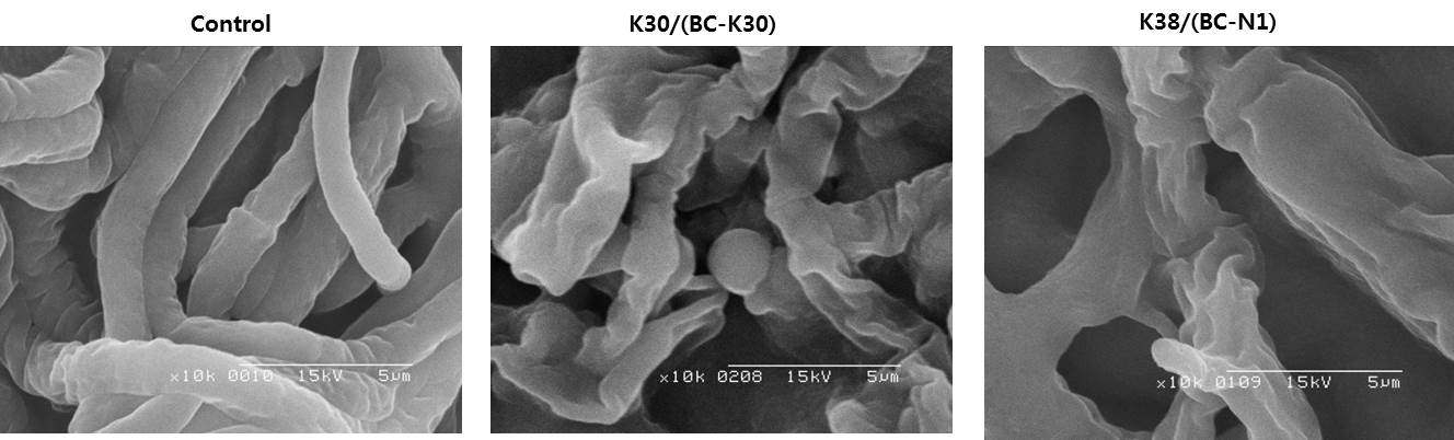 Fig. 13. Scanning electron micrographs of Gibberella moniliformis KACC44023 inhibited by antifungal peptides of Lactobacillus plantarum subsp. plantarum K30/(BC-K30) and Lactobacillus sp. K38/(BC-N1).