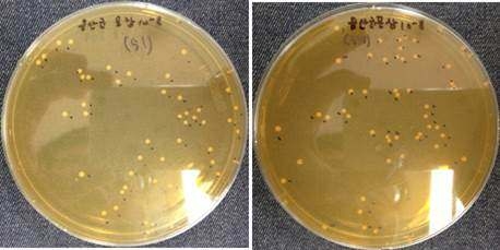 Fig. 14. Viable cell counts of mass-cultured Lactobacillus plantarum subsp.plantarum K30/(BC-K30).