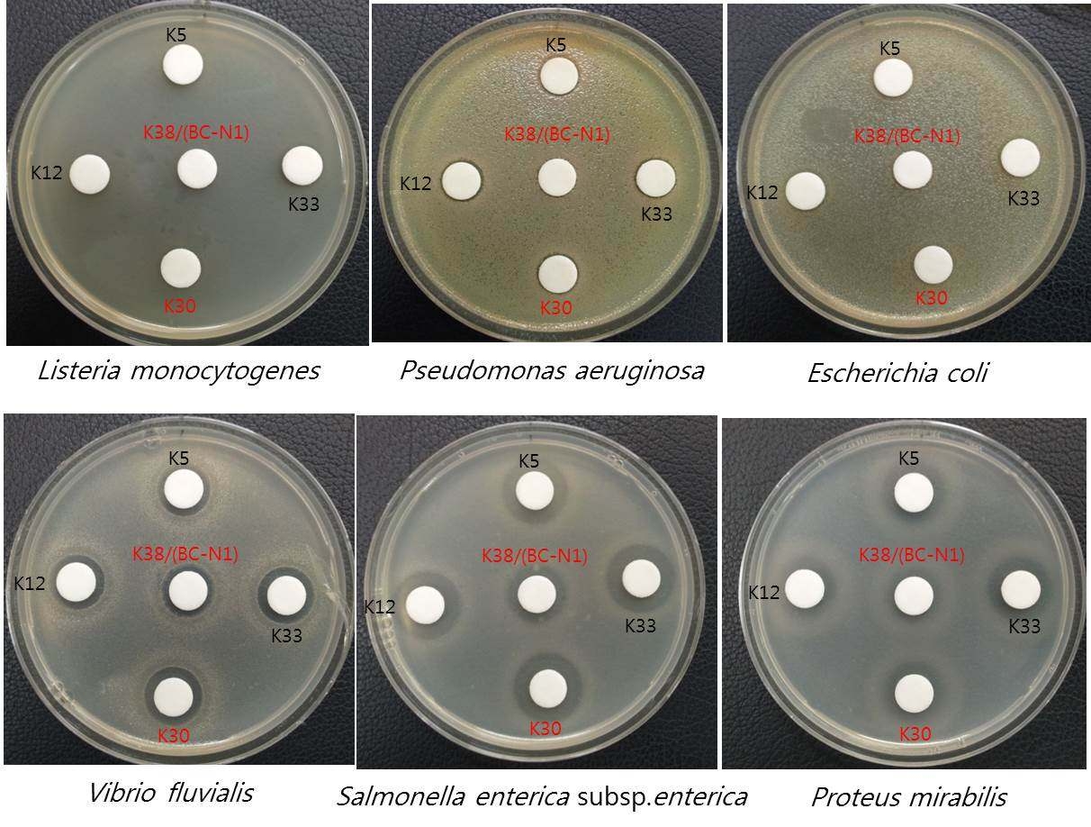 Fig. 16. Antibacterial broad spectrum of selected Lactobacillus strains against bacterial pathogens