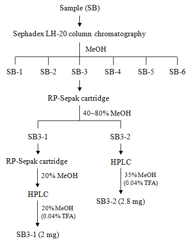 등골나물 추출물의 지표성분 SB3-1 및 SB3-2의 분리 정제