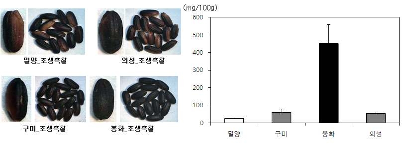 지역별 흑미(조생흑찰)의 인토시아니 함량 분석(국립식량과학원 결과 제공)