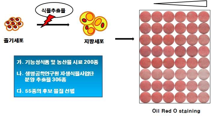 추출물의 지방세포 분화억제능 확인 및 선별