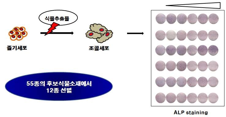 선별된 시료에 대한 골세포 분화능 확인 선별