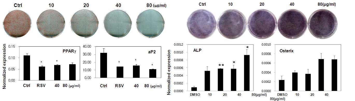 흑미추출물의 in vitro 활성 정도 평가