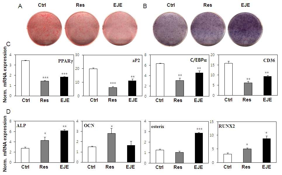 등골나물 줄기 추출물(EJE, 40, 80 ug/ml)과 reservatrol(Res, 20uM)의 지방세포와 조골세포의 분화 조절 효능 비교