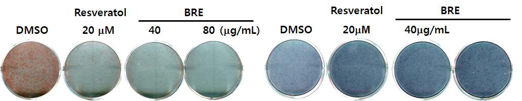 흑미 추출물(BRE, 40~80 ug/ml)과 reservatrol (20uM)의 지방세포와 조골세포의 분화 조절 효능 비교
