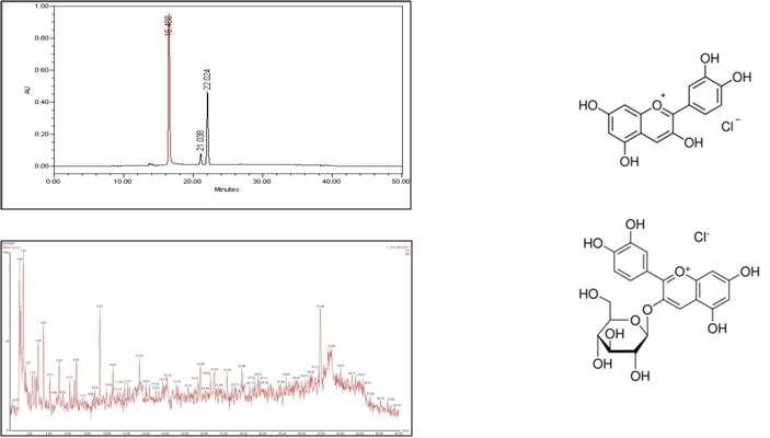 (A)흑미 80% 에탄올 추출물의 LC 분석을 통한 성분 screening(위: 흑미 안토시아닌의 HPLC 분석 결과, 아래: 흑미의 UPLC-TOF-MS spectrum), (B)cyanidin(위)과 C3G(아래)의 구조