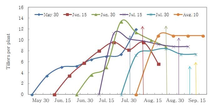 Temporal variation of number of tiller per plant affected by different transplanting times in machine transplanting of barnyard millet