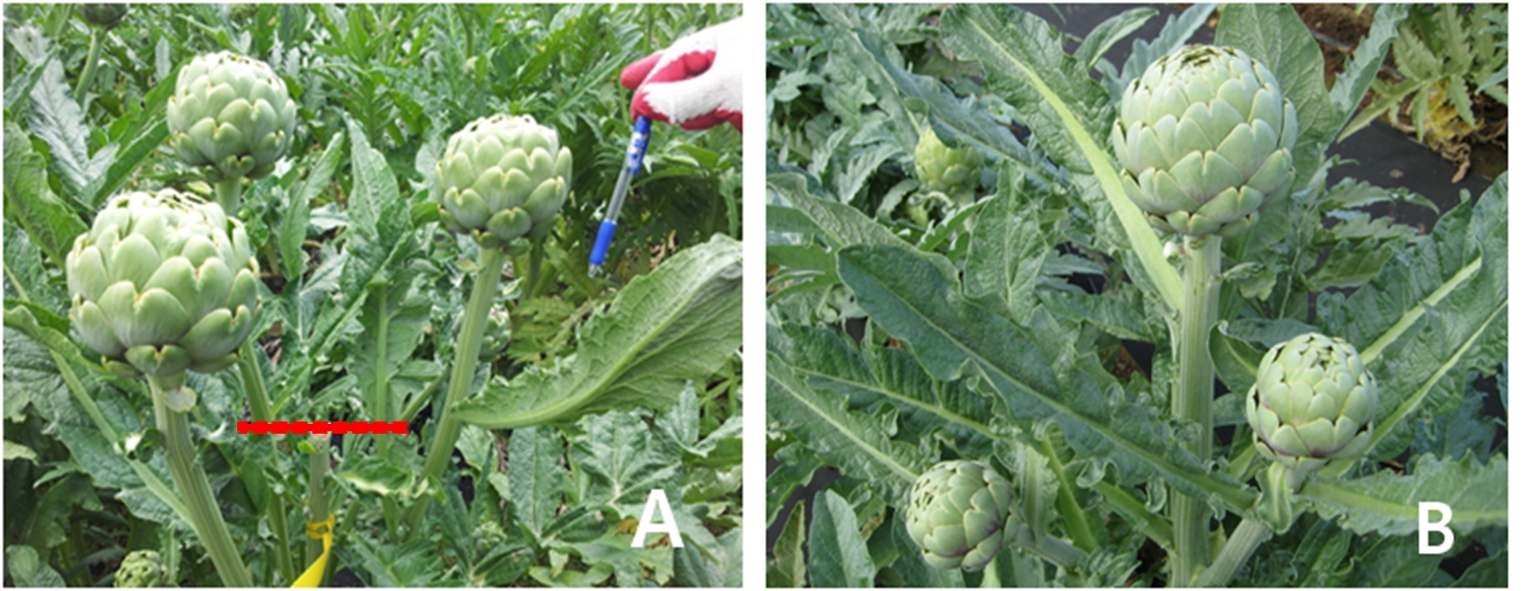 Lateral side shoots developing on the main stem of artichoke plant after the head has been removed(A) and not removed(B).