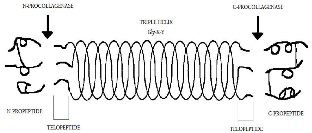 콜라겐의 분자구조