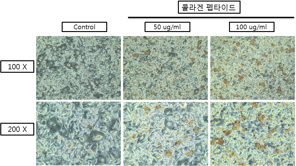 콜라겐 펩타이드를 처리한 조골세포의 칼슘 침착