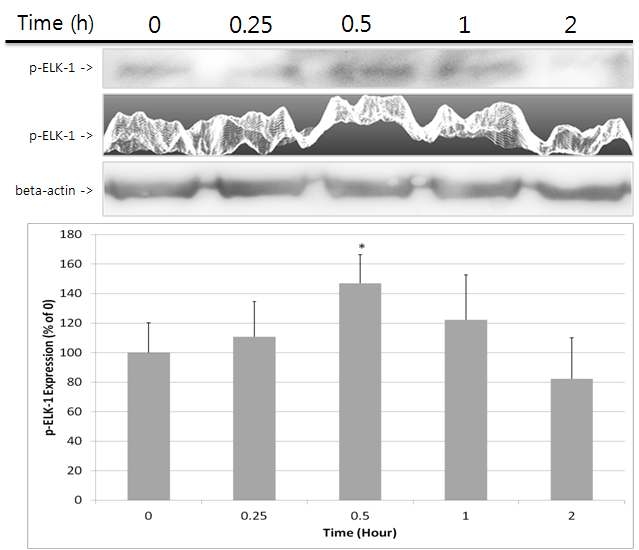 콜라겐 펩타이드에 의한 ELK-1의 인산화