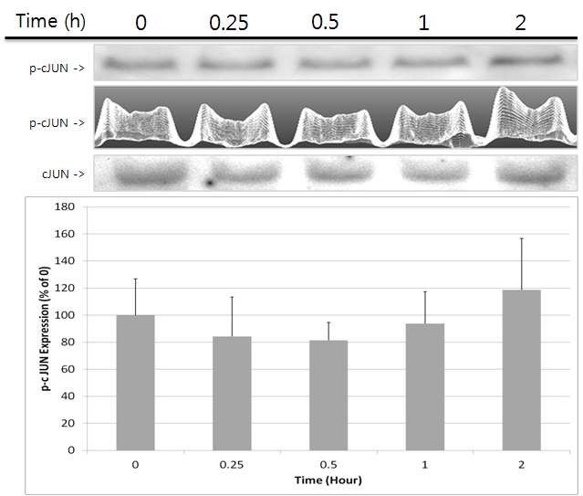 콜라겐 펩타이드에 의한 cJUN의 인산화