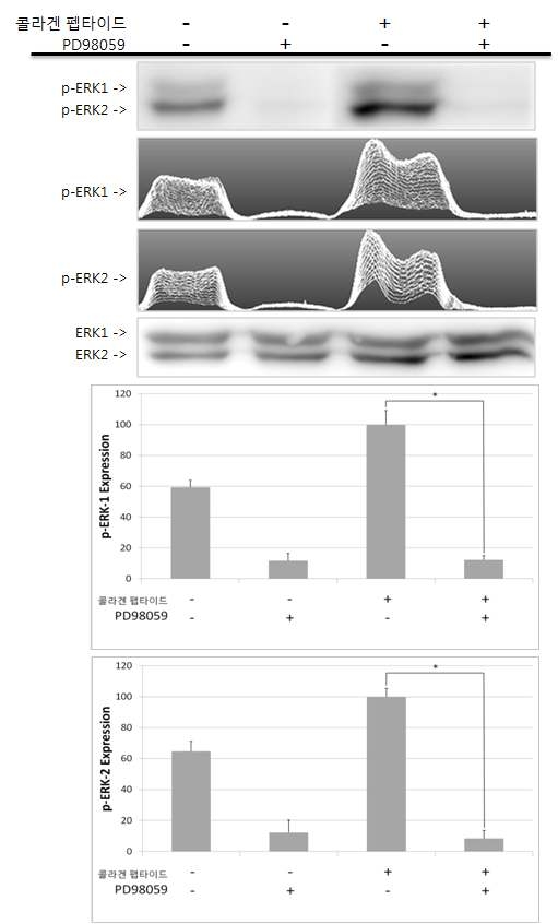 콜라겐 펩타이드에 의한 ERK의 인산화 및 MAP kinase inhibitor에 대한 영향