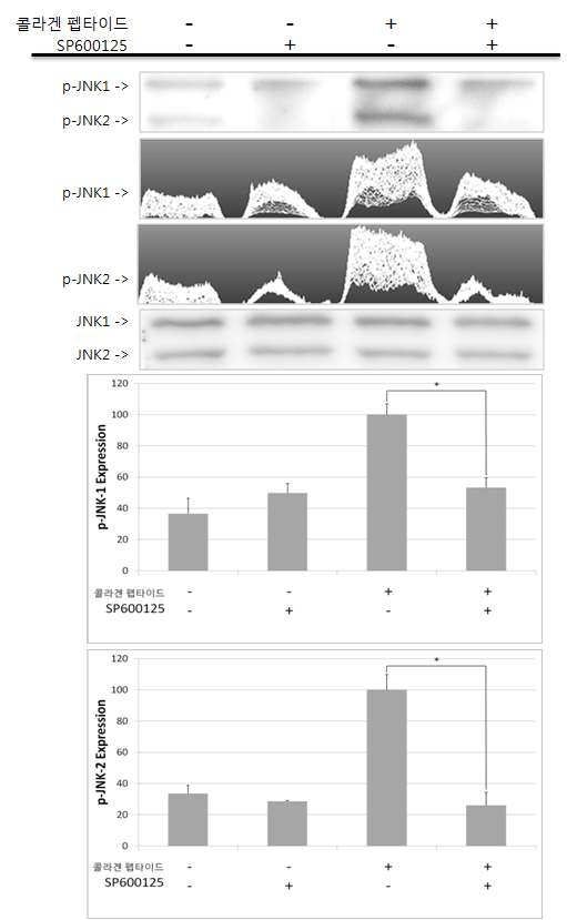 콜라겐 펩타이드에 의한 JNK의 인산화 및 MAP kinase inhibitor에 대한 영향