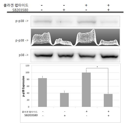 콜라겐 펩타이드에 의한 p38의 인산화 및 MAP kinase inhibitor에 대한 영향