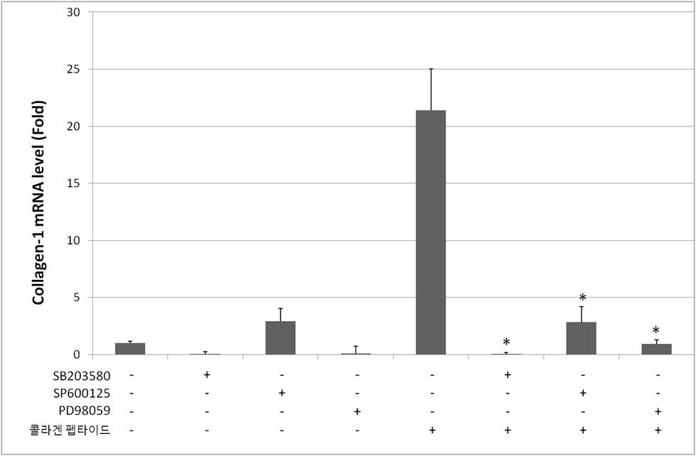 콜라겐 펩타이드에 MAP kinase inhibitor 처리시 collagen-1 유전자 발현에 미치는 영향