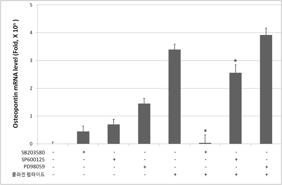 콜라겐 펩타이드에 MAP kinase inhibitor 처리시 osteopontin 유전자 발현에 미치는 영향