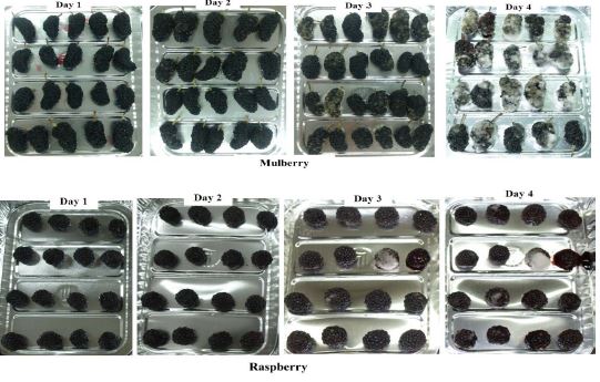 상온 보관 중 복분자와 오디의 부패진행