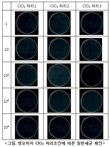 생 오미자 ClO2 처리조건에 따른 일반세균 확인
