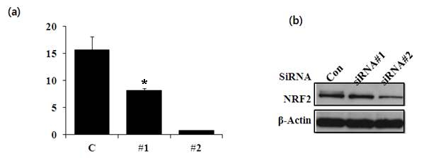 Nrf2 gene silencing 조건 확립 (a) mRNA expression (b) Western blot