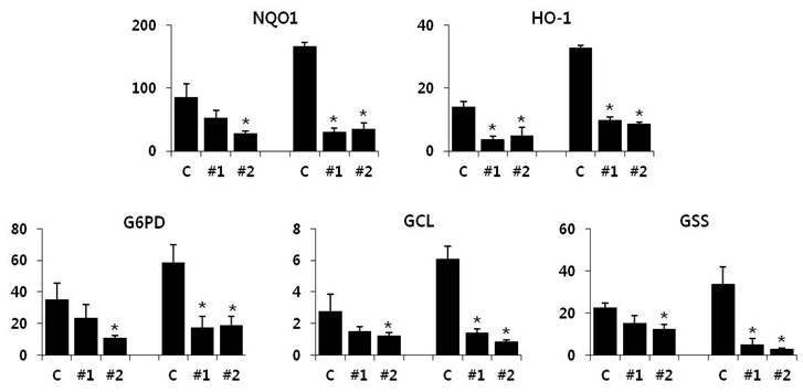 Nrf2 knockdown 세포에서의 Nrf2 타깃유전자 발현 평가