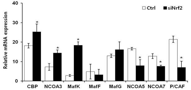 Nrf2 knockdown 세포내 Nrf2-NF κB signaling 관련 변화 분자 탐색