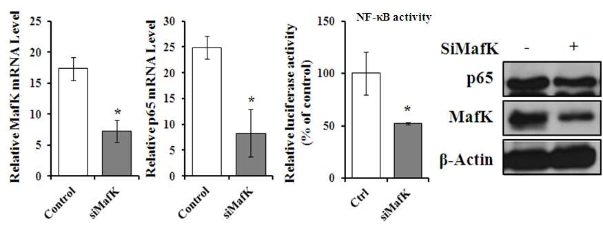 MafK에 의한 NF-κB signaling 활성 평가