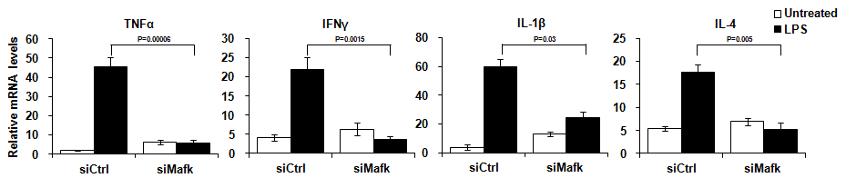 MafK 억제 동물 조직 내 NF-κB 활성조절 사이토카인 유전자 발현평가