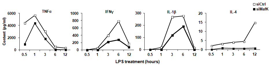 MafK 억제 동물 혈액 내 NF-κB 활성조절 사이토카인 분비량 평가