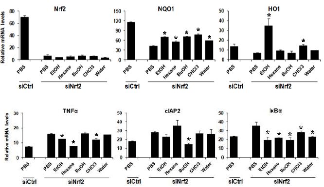 Nrf2 억제 세포 내 꿀풀의 항산화 & 산화유전자 발현 조절 효과