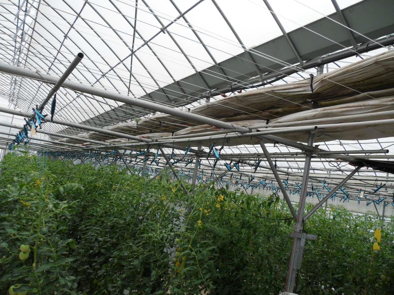 Inside view of experimental greenhouses