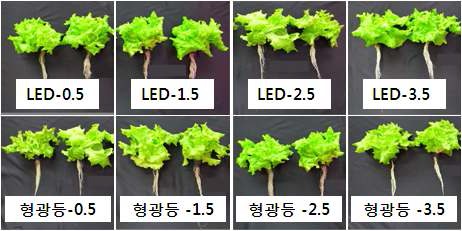 배양액 EC에 따른 적축면 상추 생육