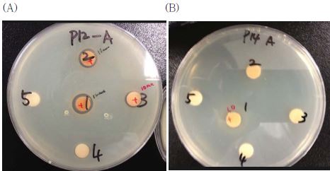 Antibacterial activity of Ulmus ethanol extract. (A) Staphylococcus aureus, (B) Listeria monocytogens