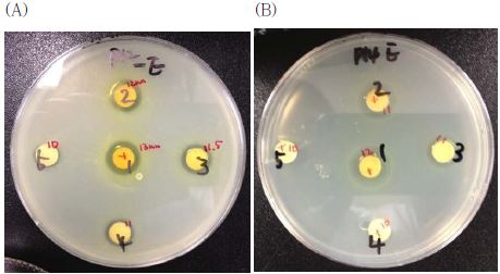 Antibacterial activity of Glycyrrhiza ethanol extract. (A) Staphylococcus aureus, (B) Listeria monocytogens