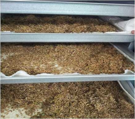 Production of germinated barley