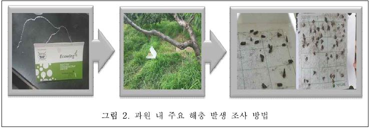 과원 내 주요 해충 발생 조사 방법