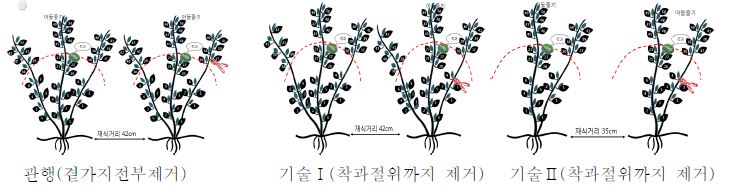 수박의 곁가지 제거방법(좌: 모두제거, 중: 3줄기 유인, 착과절위까지, 우: 2줄기 유인착과절위까지)