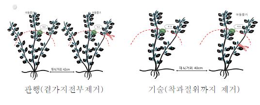 수박의 곁가지 제거방법(좌: 모두제거, 우: 2줄기 유인착과절위까지