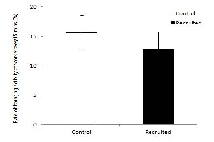 The average rate of foraging activity at normal(control) bumblebee colony and recruited bumblebee colony in apple orchard. There was significant difference in average rate of foraging activity at normal and recruited colony at p< 0.05 by Tukey’s pairwise test