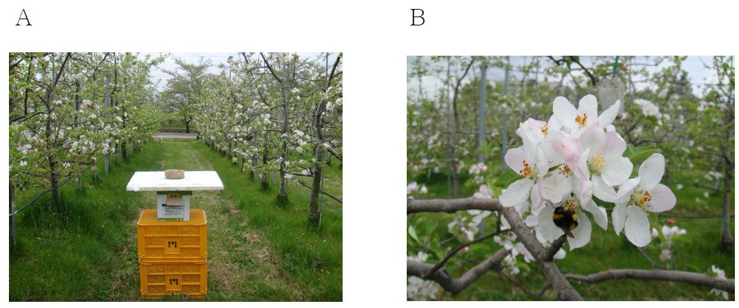 Colony (A) and pollinating activity (B) of bumblebee in apple orchard.