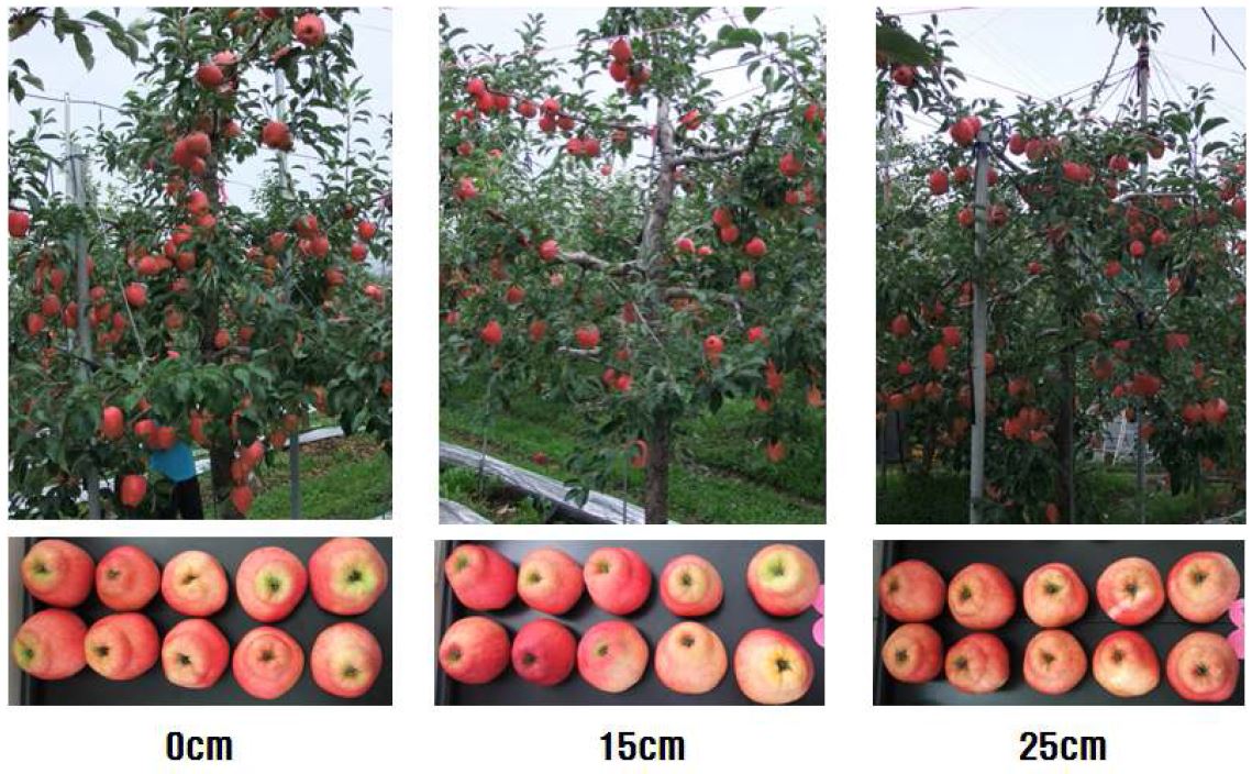 홍로 품종의 대목노출에 따른 과실 품질