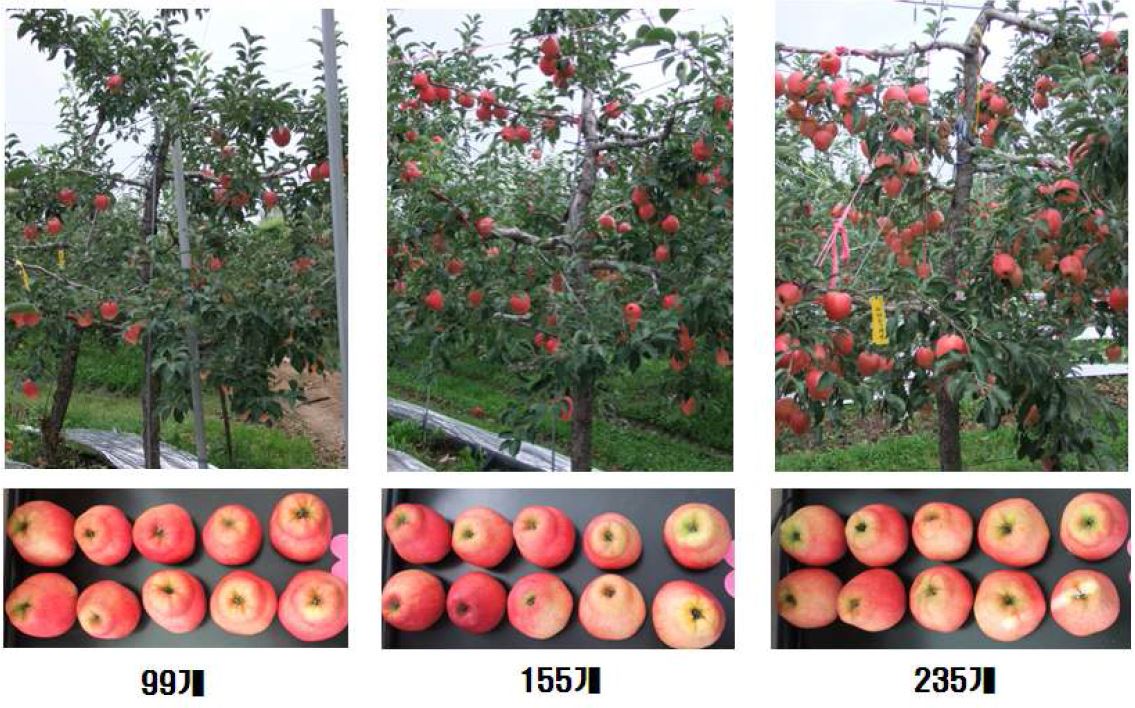 홍로 품종의 착과량에 따른 과실 품질