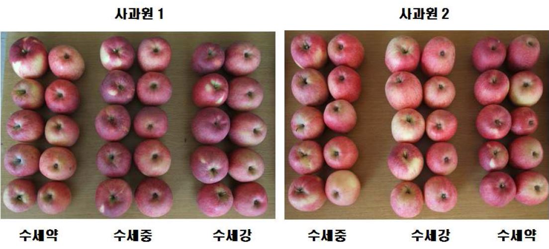 수세에 따른 감홍 과실 품질 비교