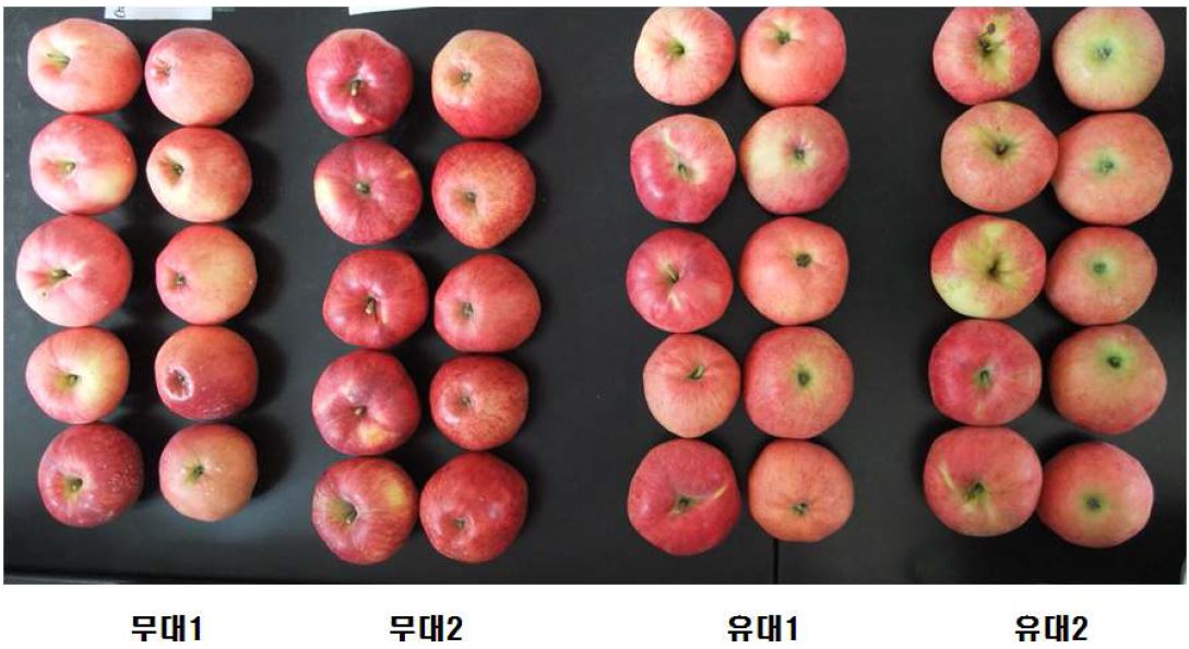 홍로품종 무대처리와 유대처리 과실 품질비교