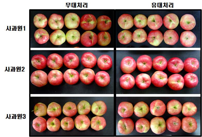 홍로 품종 무대처리와 유대처리 과실 품질 비교