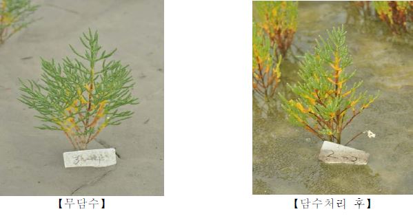 바닷물 담수처리에 따른 함초 염해