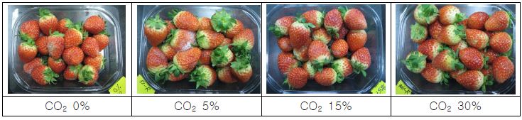 딸기 CO2 농도별 저장 12일 후 품질