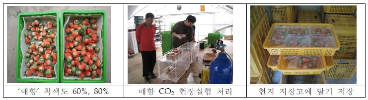 딸기(매향) 숙도별 CO2 현장처리 및 저장