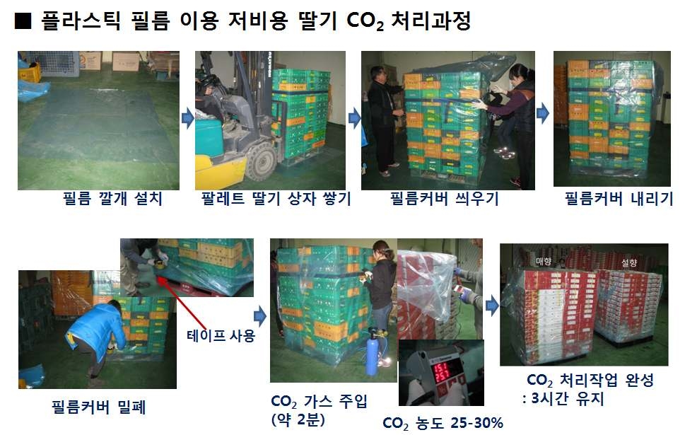 플라스틱 필름 이용 딸기 CO2 처리 과정